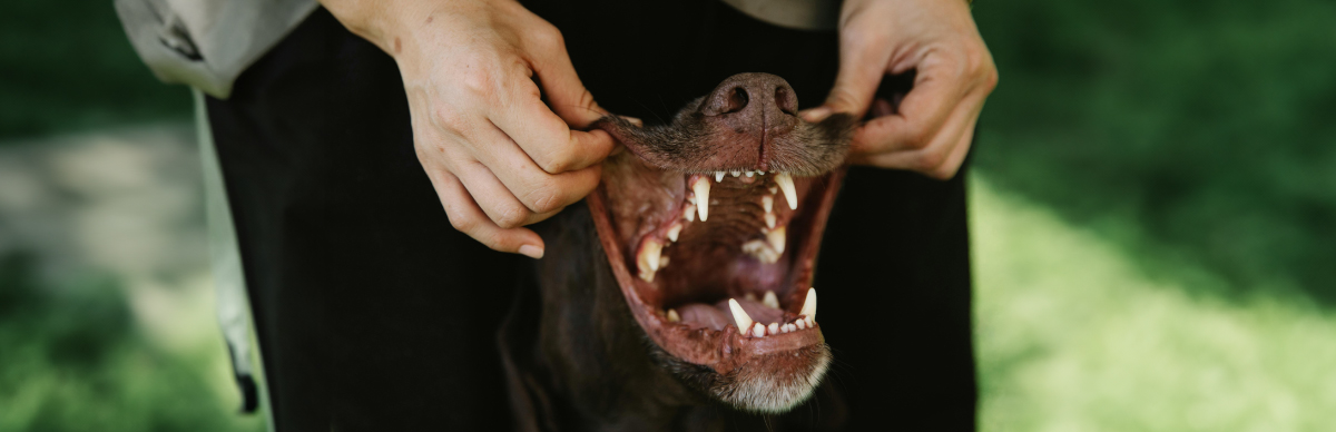 Prevención de infecciones bucales en perros